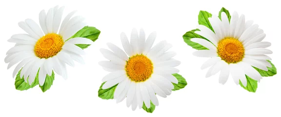 Schilderijen op glas Daisy flower isolated on white background as package design element © Tetiana