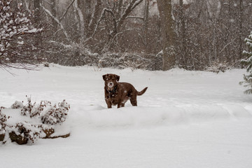 Dog in snow in winter scene
