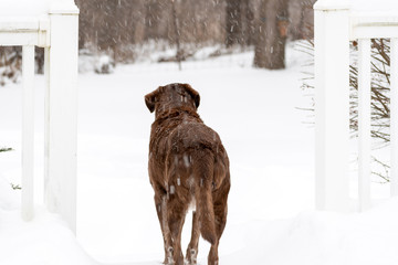 Dog in snow in winter scene