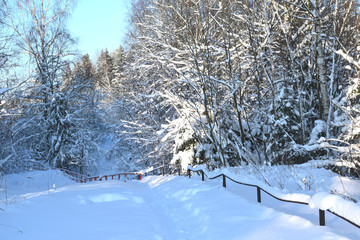 trees in snow