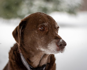 Dog in snow in winter scene