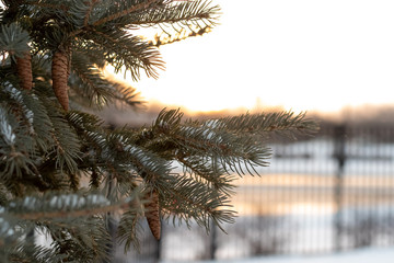 Winter scene that includes trees, snow and the sun