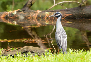 night heron