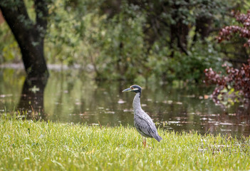 night heron