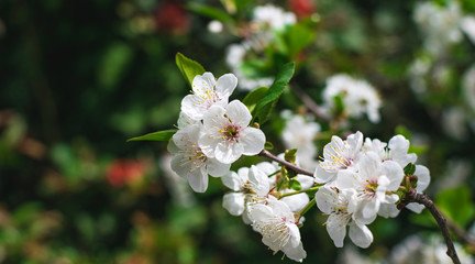 Beautiful branches with blossom in early spring
