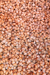 Lumache, Mercato di Vucciria, Sicilia, Iltalia