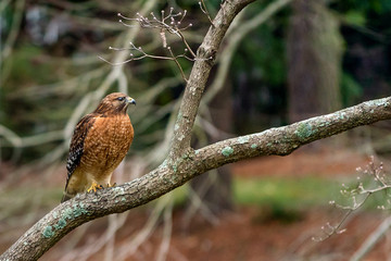 red shoulder hawk in tree
