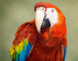 macaw portrait