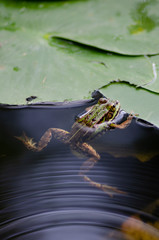 Teichfrosch