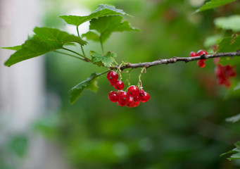 branch of red currants in a garden on green background