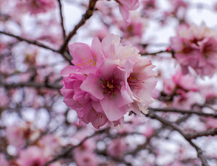 Fototapeta premium Almond flowers (prunus dulcis) blooming