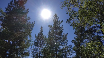 Beauty of the forest