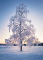 Scenic winter landscape with lonely scow covered tree and sunrise at morning time in Finland. - 246431319