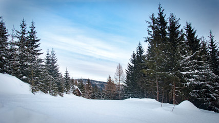 winter landscape with trees and snow