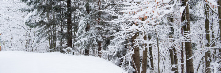 Snow covered trees in the winter forest