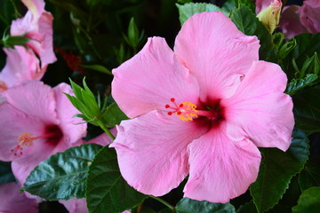 Fleur Marché Panama - Flower Market Panama El valle de Antón