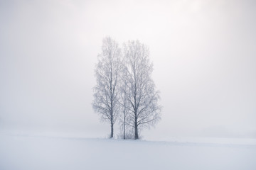 Misty landscape with trees and fog at winter morning in Finland