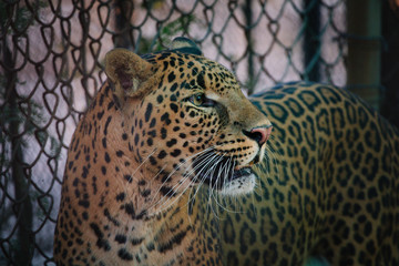 Jaguar in Delhi Zoological National Park