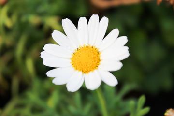 Obraz premium 一輪のデイジー