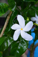 Fleur Marché Panama - Flower Market Panama El valle de Antón