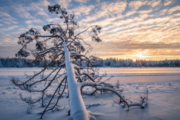 Scenic winter landscape with fallen tree and sunrise at morning time in Finland