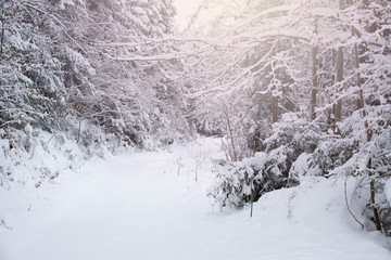 Snow covered trees in the winter forest