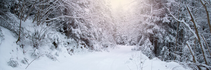 Snow covered trees in the winter forest