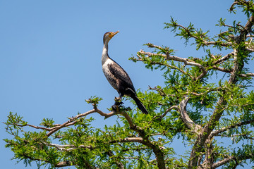 comorant in tree