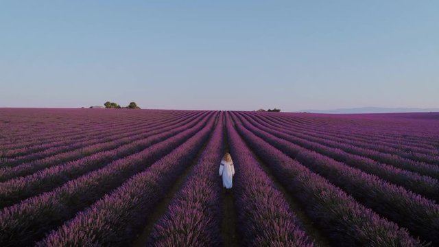 Charming and dreamy romantic aerial drone shot of young woman in beautiful white dress walks away into distance in field of endless violet purple lavender plants. Sunset of romantic getaway location