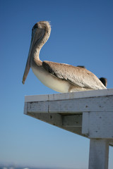 brown pelican