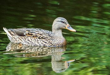 mallard swimming