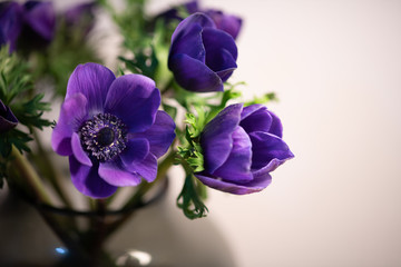 紫色のアネモネ