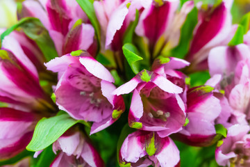 Flowers, beautiful bouquet