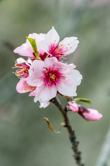 Almond flowers (prunus dulcis) blooming