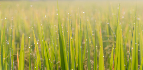 Blurred soft images of Dew water on top of rice leaves with the morning sun, to green nature background.