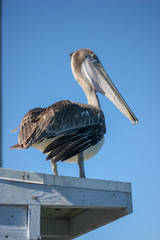 brown pelican
