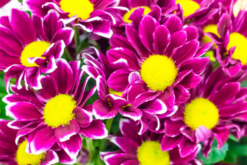 Obraz premium Flowers, beautiful bouquet