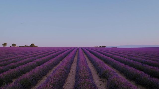 Aerial drone footage of mesmerizing colorful bright pink and purple lavender fields in pantone of year. Epic beautiful natural wonder. Sunrise over farm flower plantation, dreamy destination