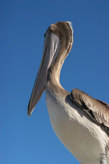 brown pelican