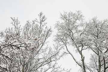 Fototapeta na wymiar Top of the trees covered in snow in winter