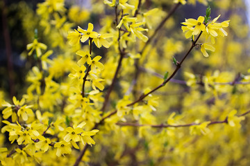 Yellow flowering shrub. Forsythia. Concept of spring, growth and awakening.
