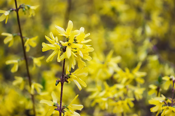 Yellow flowering shrub. Forsythia. Concept of spring, growth and awakening.