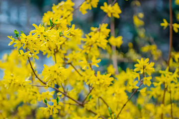 Yellow flowering shrub. Forsythia. Concept of spring, growth and awakening.