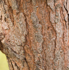 Close-up: Abstract Brown Pine Tree Bark Background. Concept: Natural Art Background.