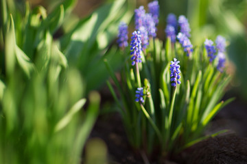 Blue spring flowers. Background