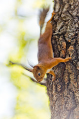 Naklejka na ściany i meble Squirrel on a tree in the Park