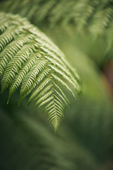 A macro shot of a fern leaf in the forest or garden. Concept of ecology, nature and growth. Summer background. Vertical image, outdoors.