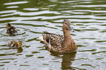 Duck with ducklings on the lake