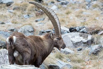 Stambecco alpino (Capra ibex)