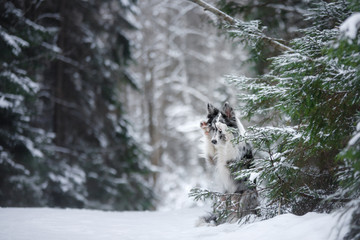 dog in winter by the trees. Pet ourdoors in the snowfall. Border collie in nature